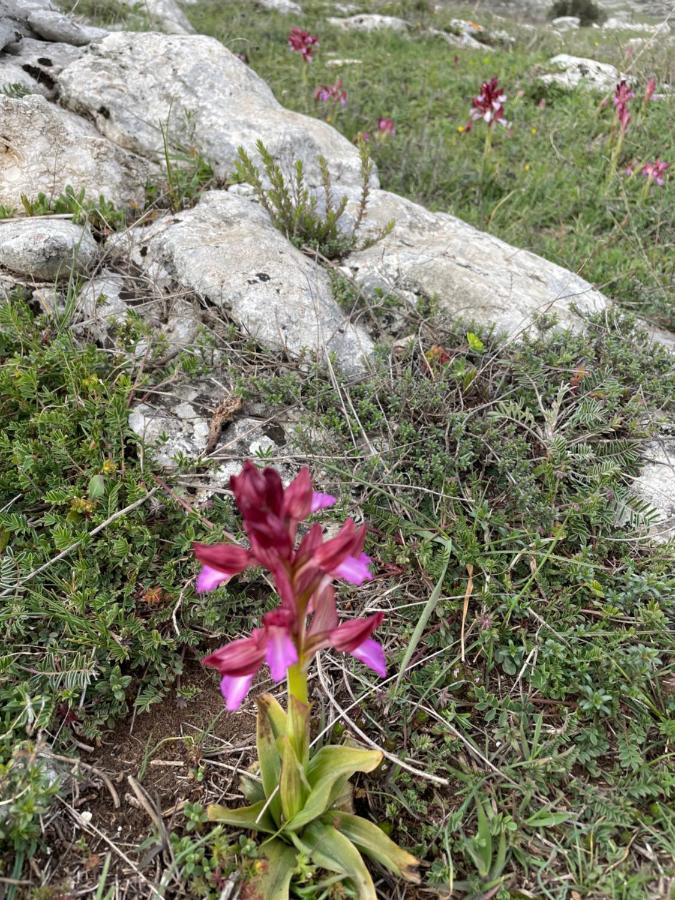 Bed and Breakfast Al DOLMEN Monte SantʼAngelo Exterior foto